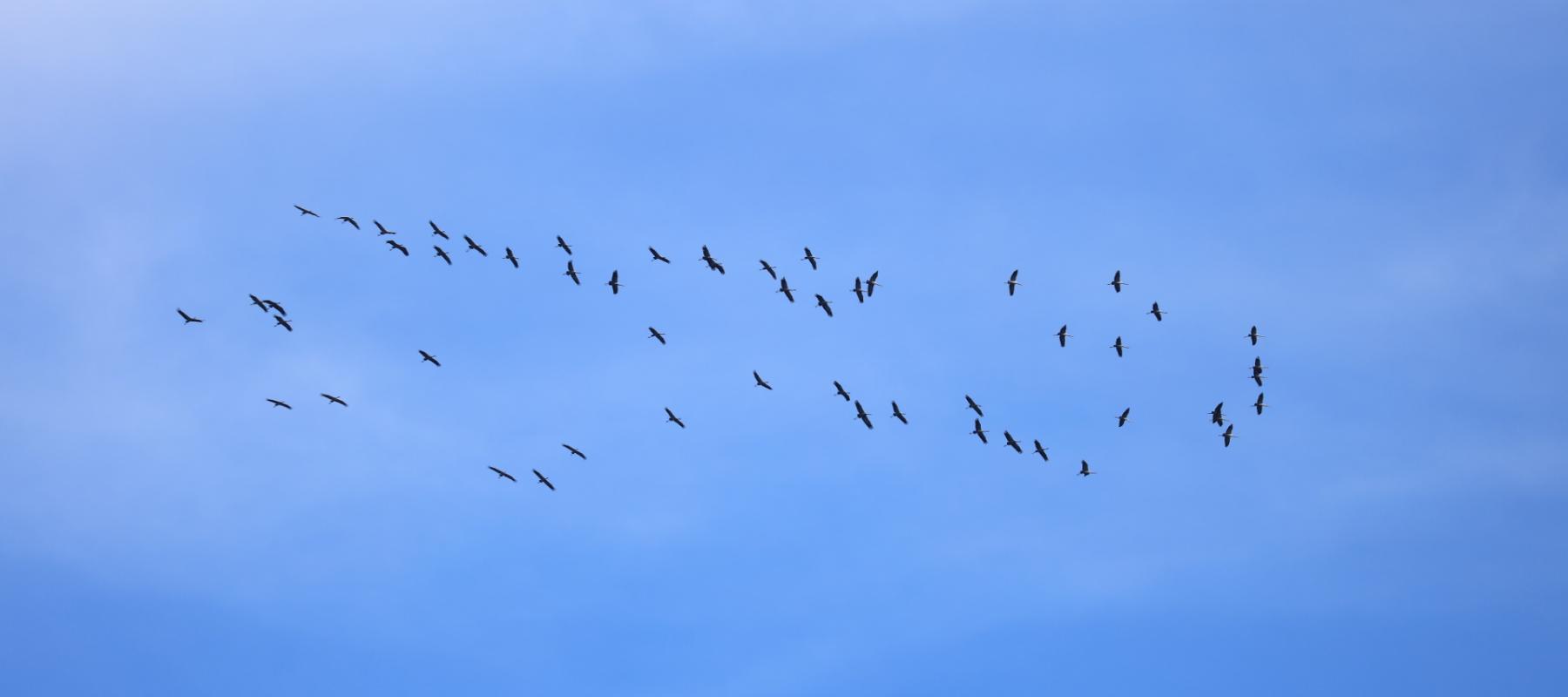Photo d'un vol de Grues cendrées