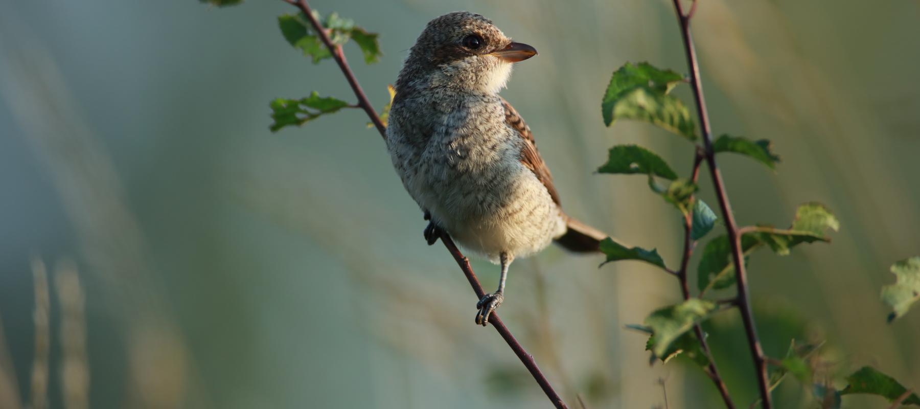 Photo de Pie-Grièche écorcheur