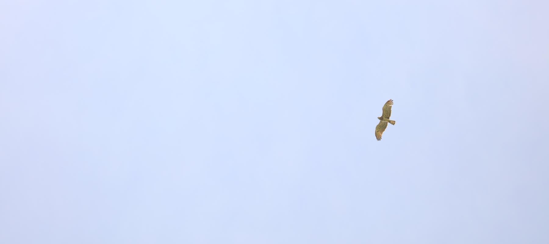 Circaète en vol