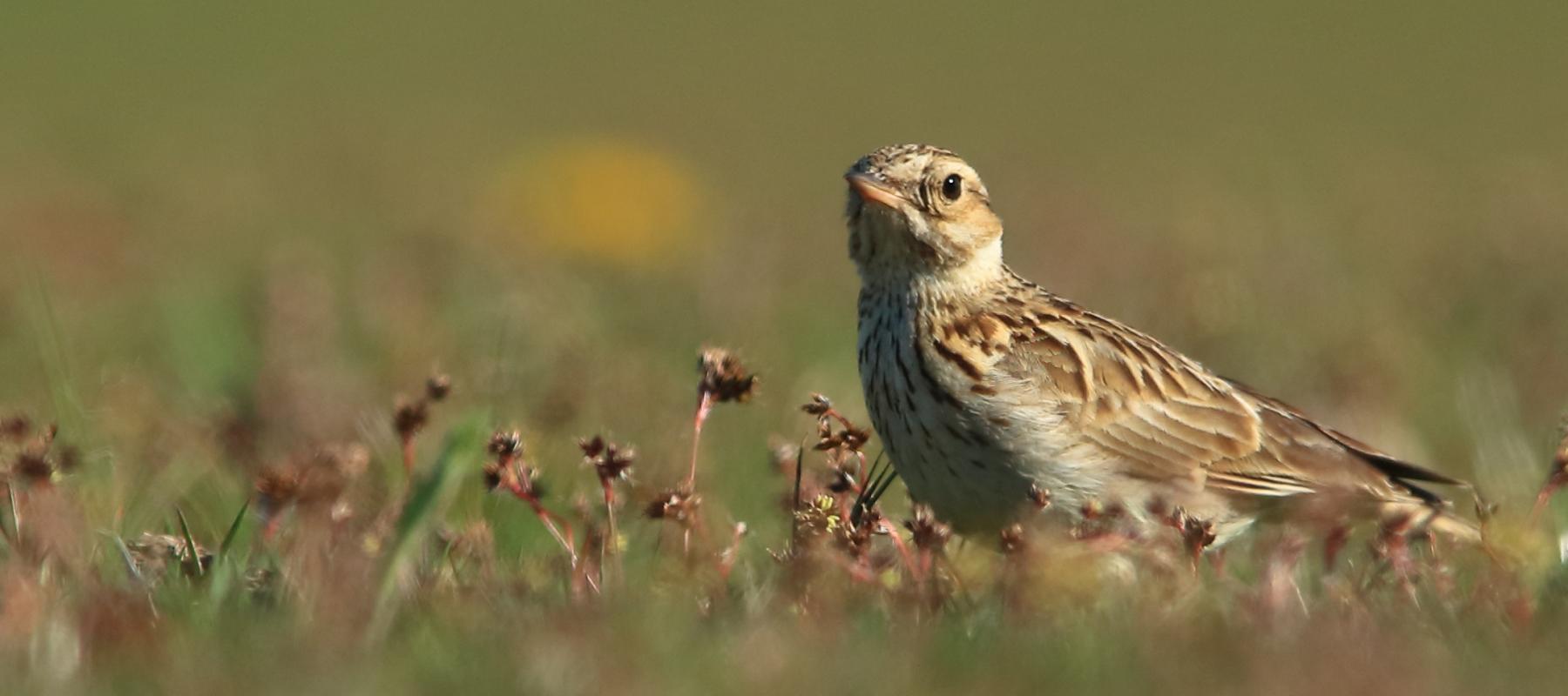 Alouette lulu dans une pelouse à Rumex acetosella