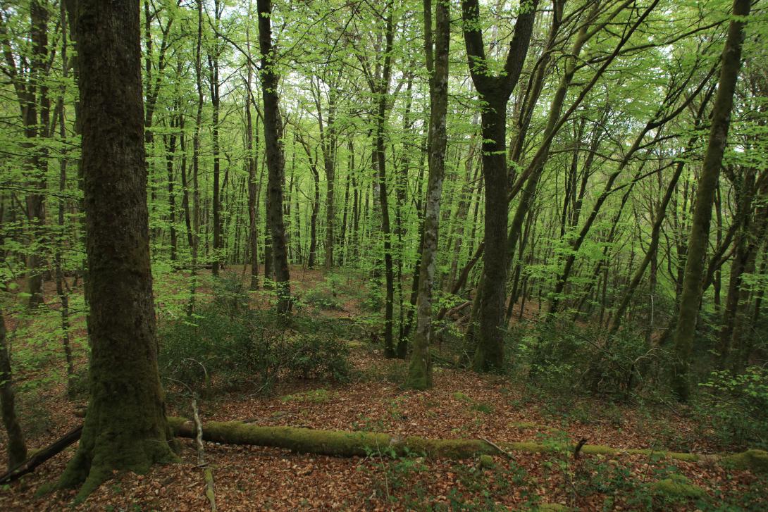 Photo de hêtraie