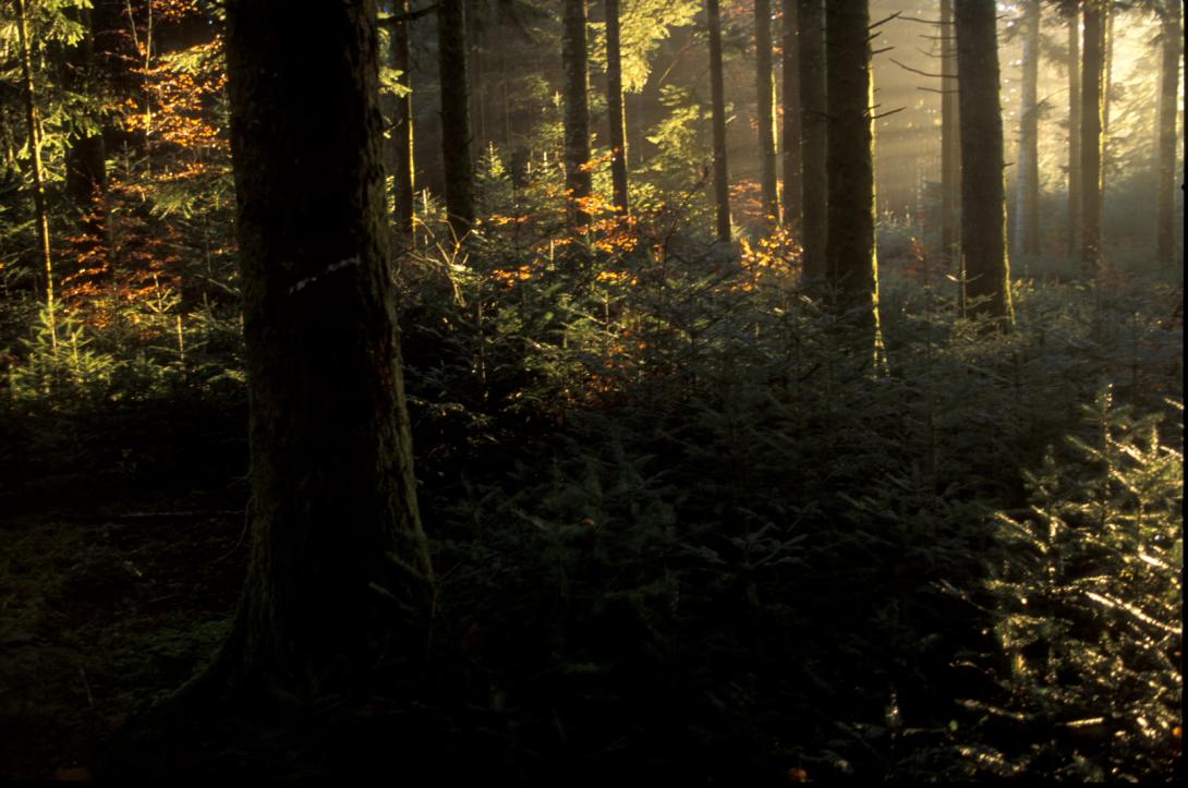 Photo de sous-bois résineux