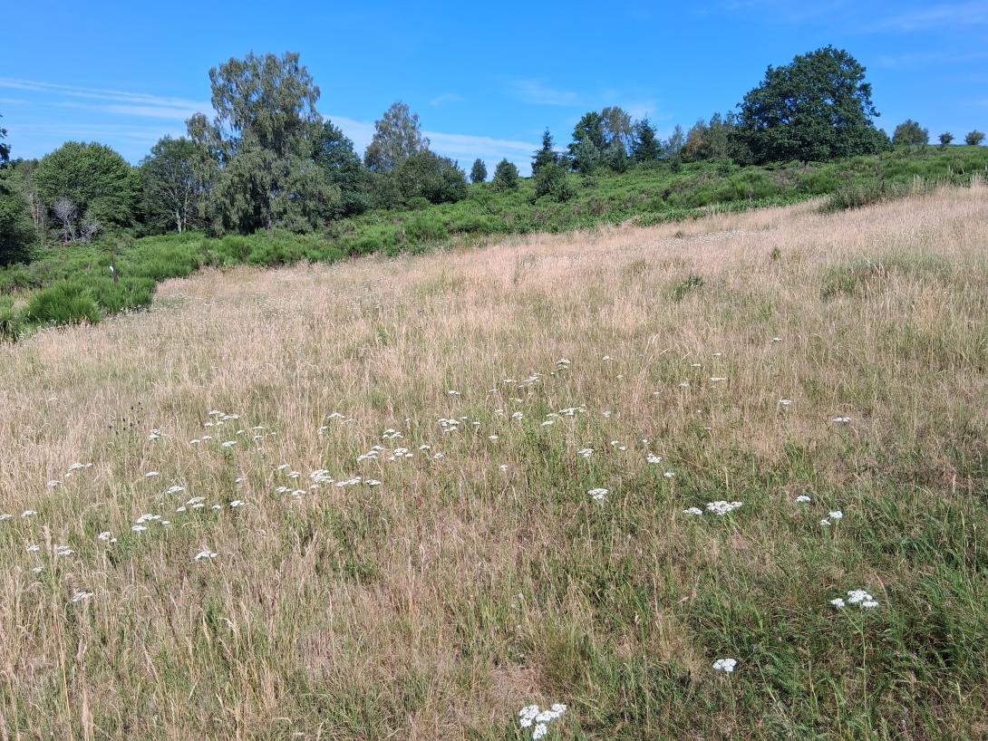 Prairie enfrichée
