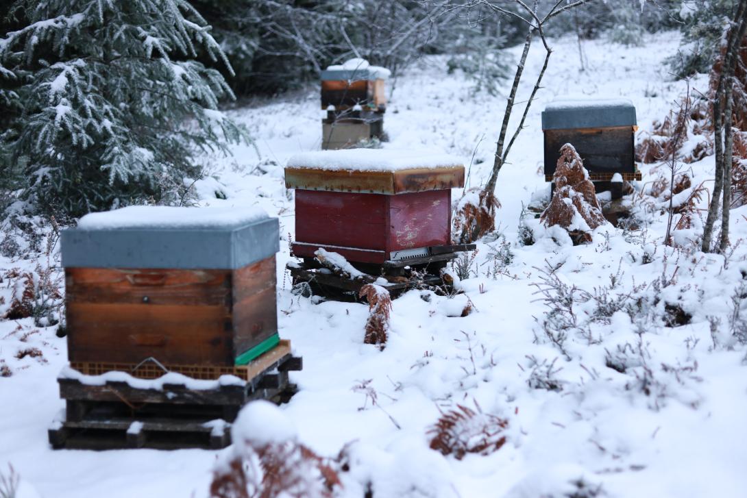 Ruches en hiver